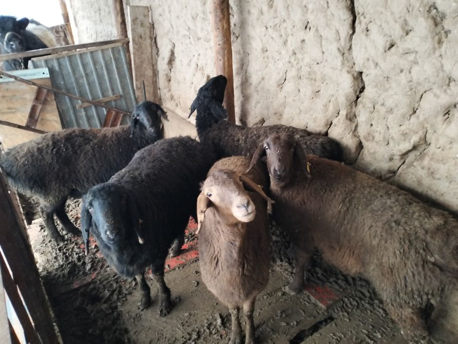 Койлар сатылады сатылады