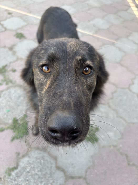 Пёсик в хорошие руки