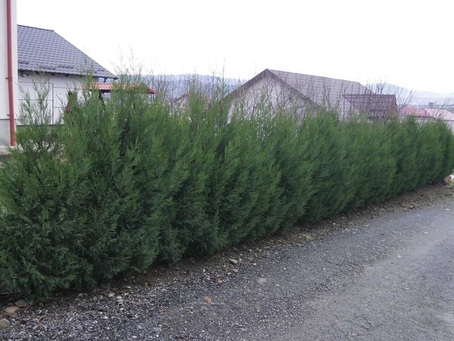 Tuia - Cel mai frumos gard viu Leylandii 2001 (leilandi) Chiparos