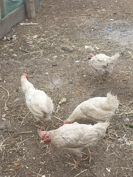 Продам кур несушек