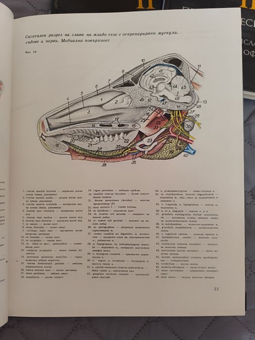 Атлас по топографска анатомия на селскостопанските животни Том 1,2 и 3