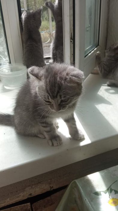 Продаются котята,породистые.