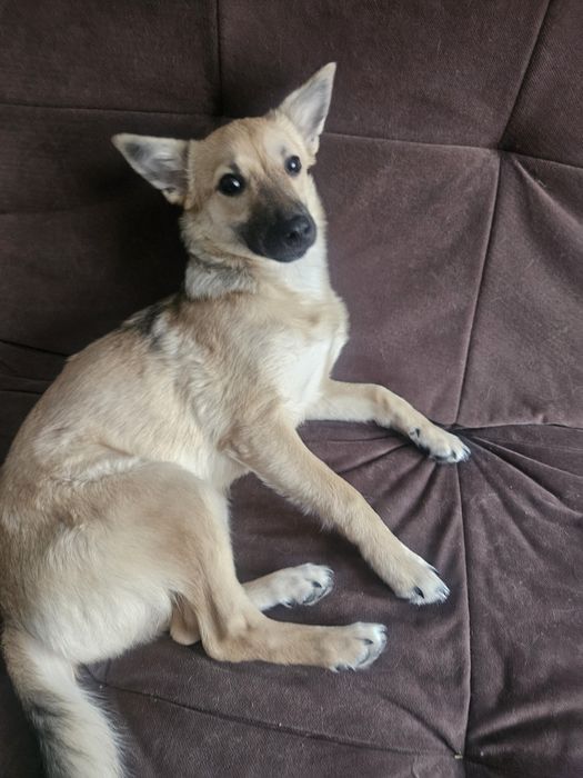 Малышка в поисках дома