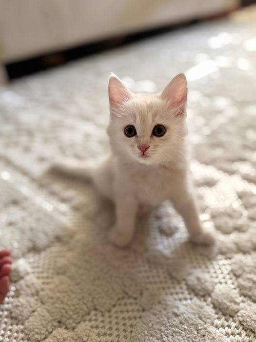 Продаётся очаровательный котёнок