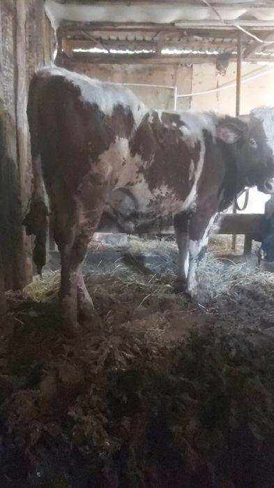 Бык продам возраст 1.3 года