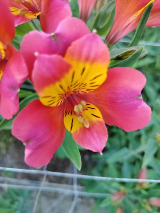 Альстромерия саженцы