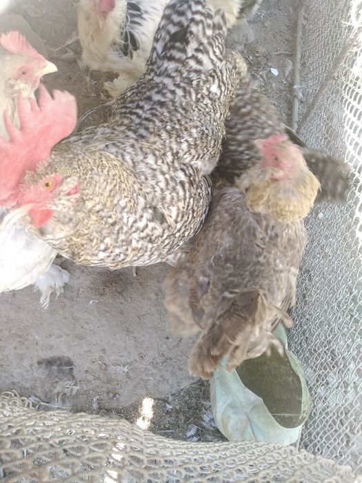 Brama xo'roz kulangi jojalar