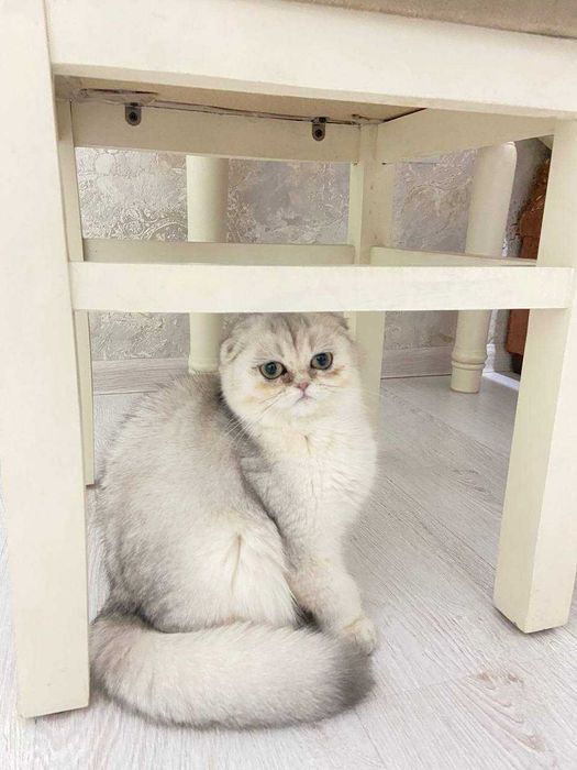 шотландская вислоушка