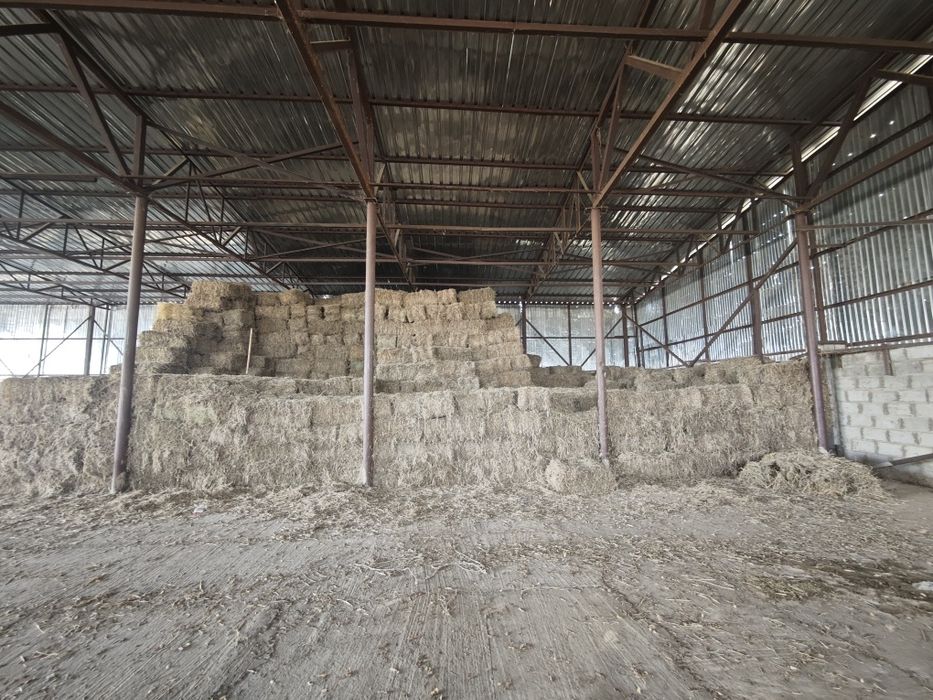 Василёк шөп за станцией Луговой в Сабденова ауылы САМОВЫВОЗ