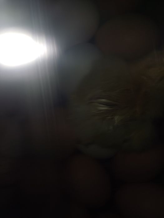 Үй тауық балапандар