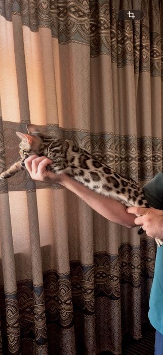 Бенгальский кот, мальчик.