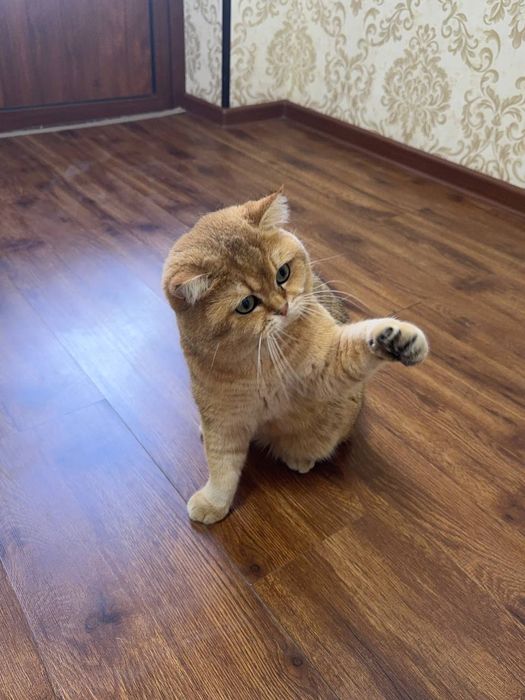 Продам Британский золотистый шиншилла малчик