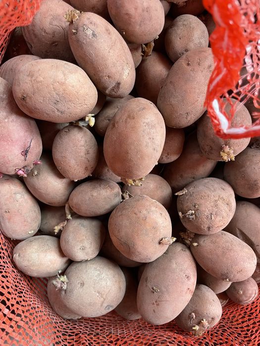 Скменной катофель сорт радриго