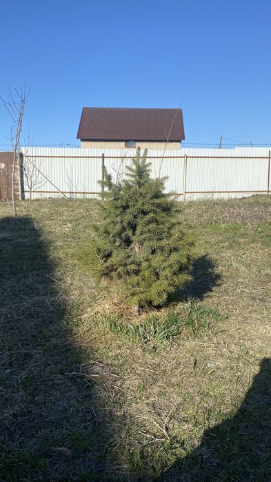 Молодая ёлка 3шт