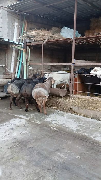 Qozi qochqorlar sotiladi