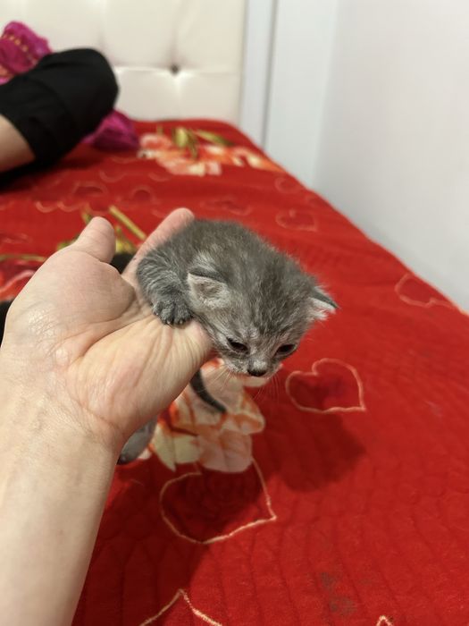 Мысық котенок мальенки