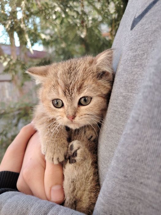 Продаётся котёнок скотиш страйт