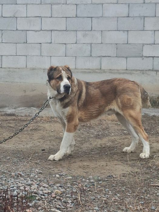 Алабай кабель 1 4