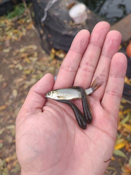 Puiet de crap și sânger