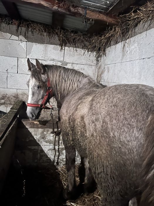 Vand sau schimb manz sur