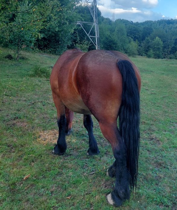 Manza 2 ani si o luna