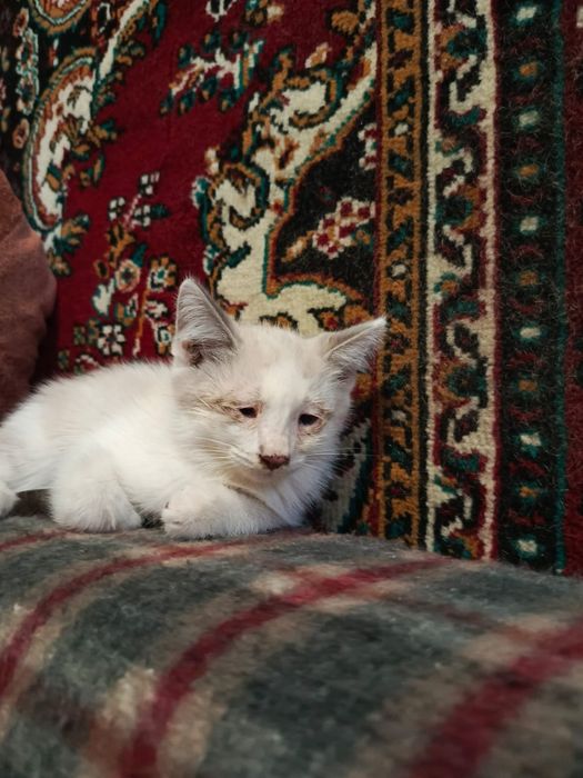 Подарок котята в добрые руки