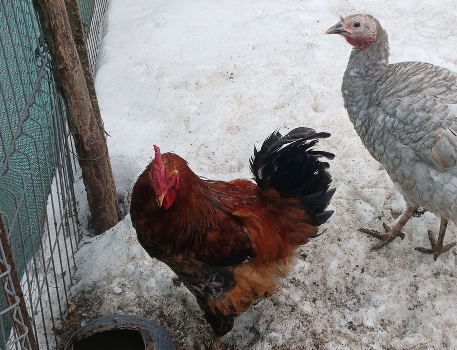 Vand 5 cocoși roșii