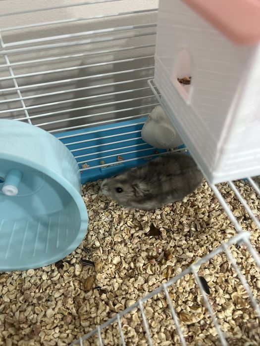 Хомяк джунгарский