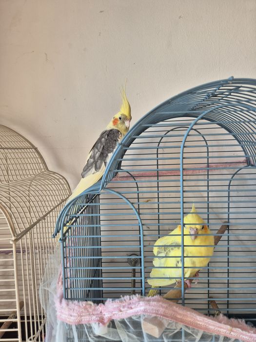 Папагали Корела с клетка.