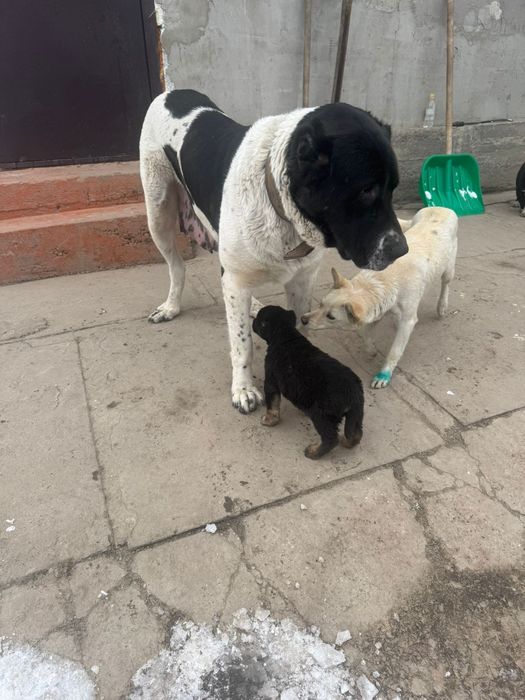 Продам щенка алабая