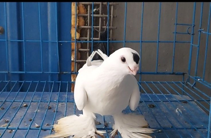 Голуби    Голуби