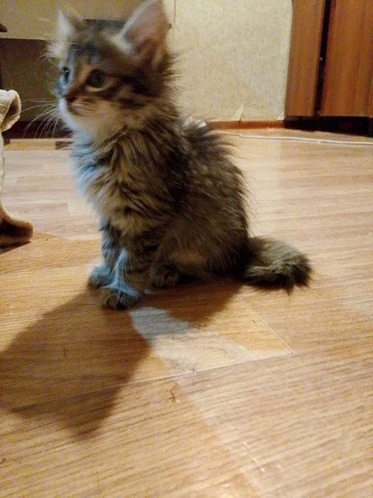 Котята.Чёрный, белый, коричневый