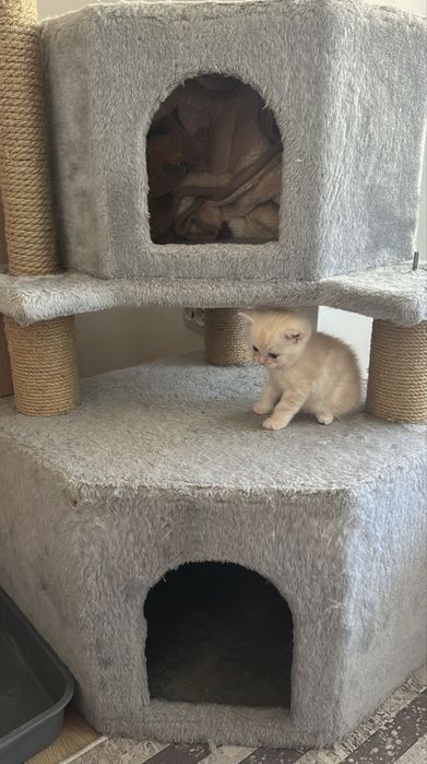 Шотландский котенок