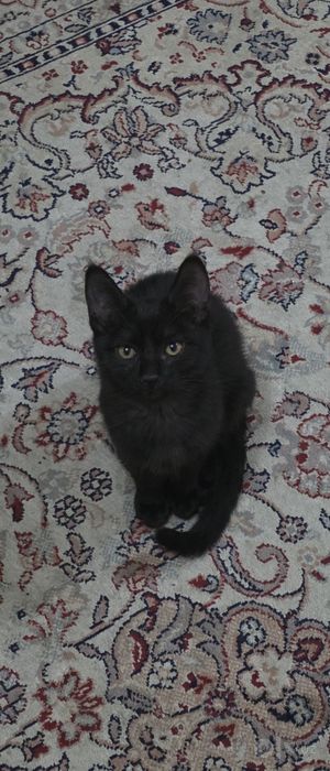 Котята, 3 месяца, бесплатно