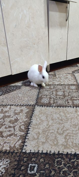 Кролик декоративный quyonla sotiladi