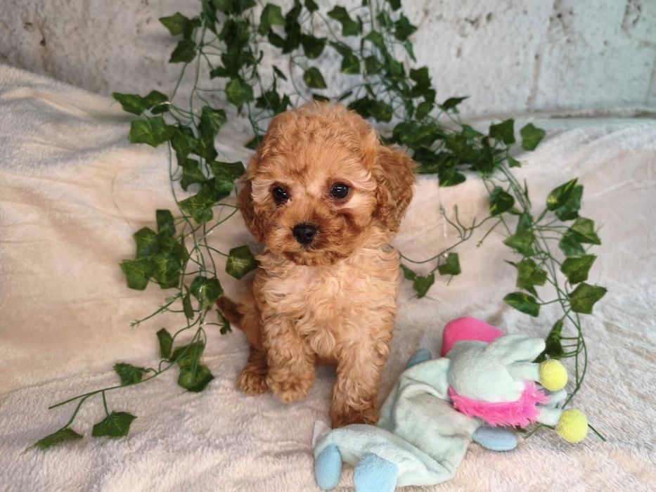 Vand fetita Cavapoo f1b