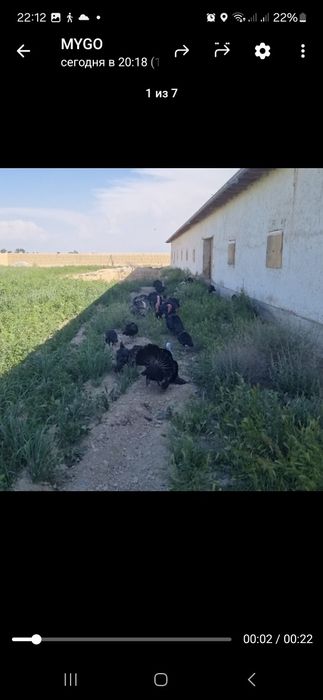 Курка хуроз ва макиенлар сотилади. Курк булганлари хам бор