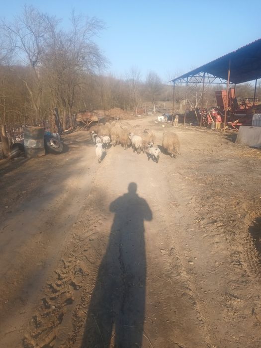 Vând oi cu miei după iele