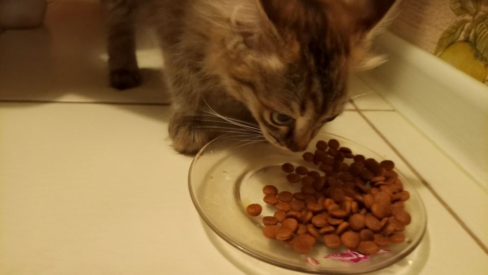 Отдам котёнка девочка