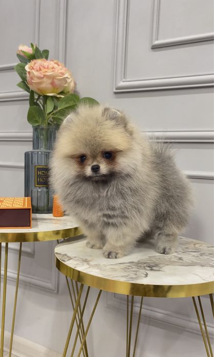 Мини девочка померанский шпиц