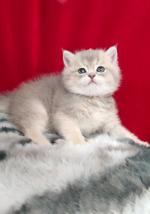 Голубое золото шиншилла