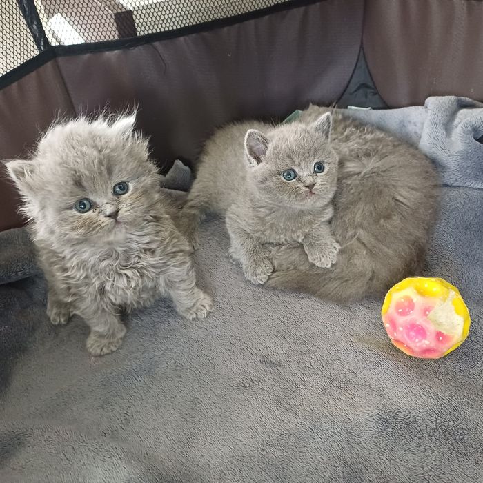 Британски котенца