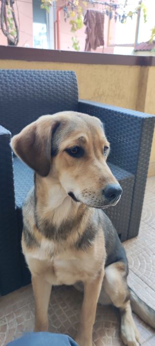 Donez Cățelușa pentru curte