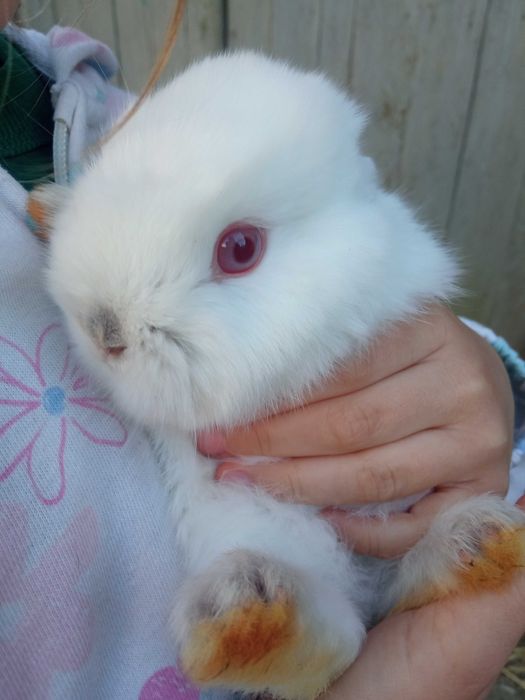 Puișori de iepuri pitici