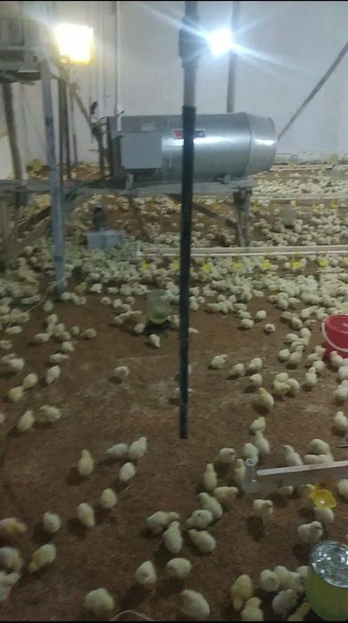 Товукхона ва Нотурар жой сотилади, 2 та товукхонаси бор