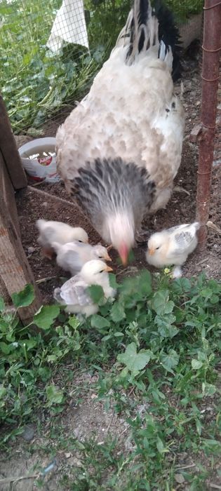 Брма сатыладыыыыыы