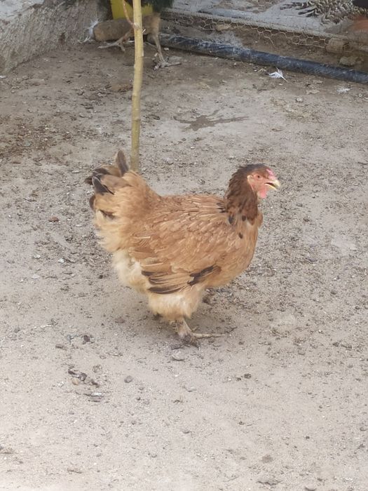 Брама зотли товуклар сотилади