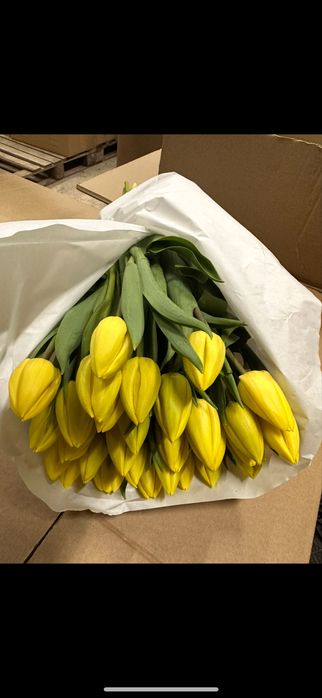 Тюльпаны Оптом и Розница