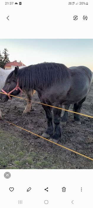 Iapa 5 ani,gestanta provienienta polonia
