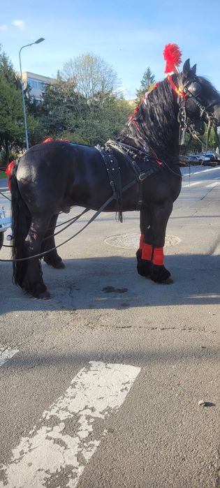 Caleasca regală de închiriat!